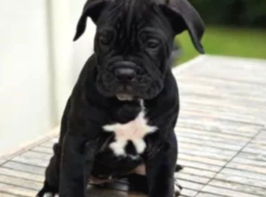 Canlı Olarak Görebilirsiniz Mükemmel Cane Corso görsel