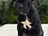 Canlı Olarak Görebilirsiniz Mükemmel Cane Corso