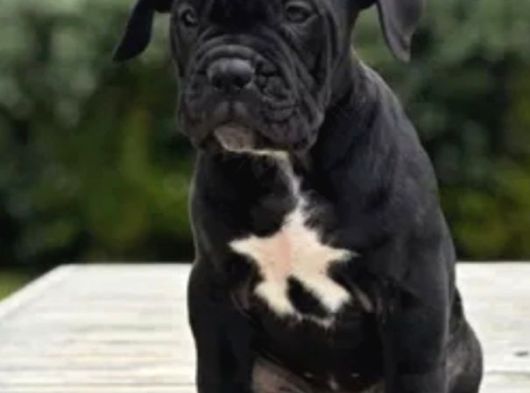 Canlı Olarak Görebilirsiniz Mükemmel Cane Corso görsel