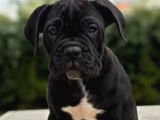Canlı Olarak Görebilirsiniz Mükemmel Cane Corso
