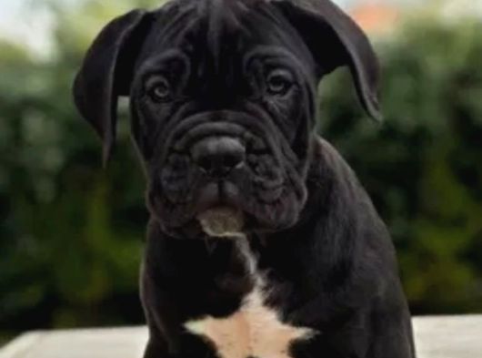 Canlı Olarak Görebilirsiniz Mükemmel Cane Corso görsel