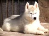 Husky sibirya kurdu yavrular