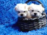 Kore kan mükemmel güzellikte maltese terrier