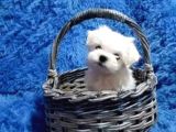 Kore Kan Mükemmel Güzellikte Maltese Terrier