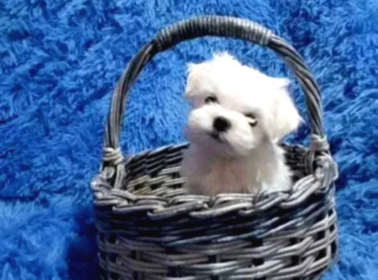 Kore Kan Mükemmel Güzellikte Maltese Terrier görsel