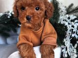 Ev üretimi orjinal toy poodle yavrularımız