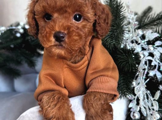 Ev Üretimi Orjinal Toy Poodle Yavrularımız