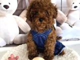 Biblo gibi toy poodle yavrular
