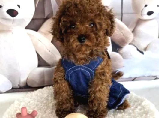 Biblo Gibi Toy Poodle Yavrular