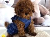 Biblo Gibi Toy Poodle Yavrular