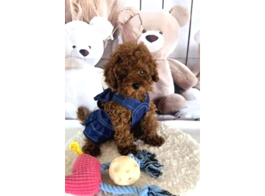 Biblo Gibi Toy Poodle Yavrular görsel