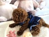 Biblo Gibi Toy Poodle Yavrular
