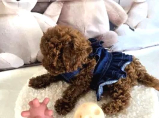 Biblo Gibi Toy Poodle Yavrular görsel
