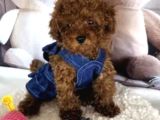 Biblo Gibi Toy Poodle Yavrular