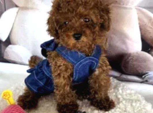 Biblo Gibi Toy Poodle Yavrular görsel