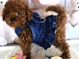 Biblo Gibi Toy Poodle Yavrular