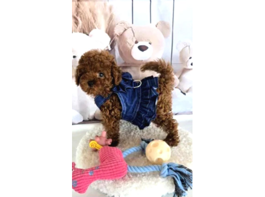 Biblo Gibi Toy Poodle Yavrular görsel