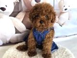 Biblo Gibi Toy Poodle Yavrular
