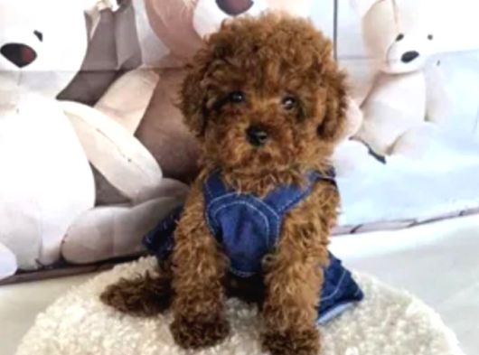 Biblo Gibi Toy Poodle Yavrular görsel