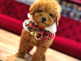 Sevi̇mli̇ Toy Poodle Yavrumuz