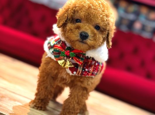 Sevi̇mli̇ Toy Poodle Yavrumuz görsel