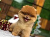 Sevi̇mli̇ Pomerri̇an Boo Yavrular Ev Üreti̇mi̇