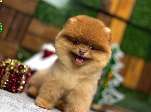 Sevi̇mli̇ Pomerri̇an Boo Yavrular Ev Üreti̇mi̇ görsel