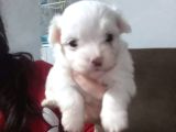 BEYAZ MALTESE TERRİER CİNSLERİ