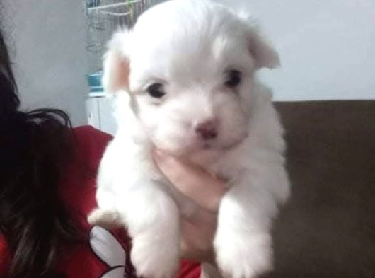 Beyaz Maltese Terri̇er Ci̇nsleri̇