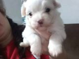 Beyaz Maltese Terri̇er Ci̇nsleri̇