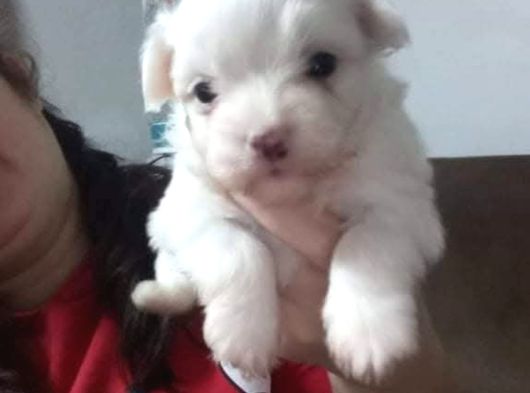 Beyaz Maltese Terri̇er Ci̇nsleri̇ görsel