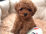Ev Üretimi Orjinal Toy Poodle Yavrularımız