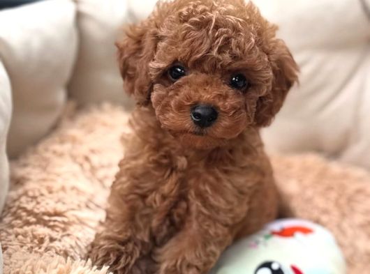 Ev Üretimi Orjinal Toy Poodle Yavrularımız görsel