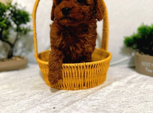 Toy Poodle görsel