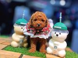 Tea Cup 0 Numara Toy Poodle Red Brownie Irk Sağlık Garantili