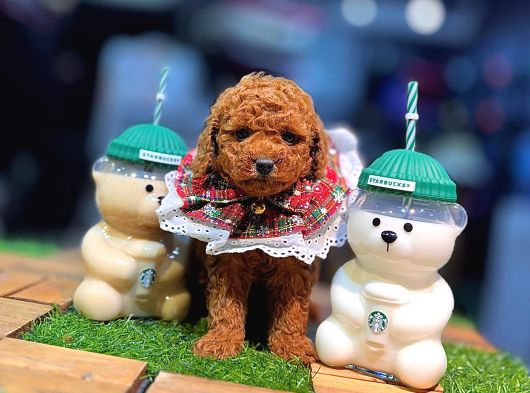 Tea Cup 0 Numara Toy Poodle Red Brownie Irk Sağlık Garantili görsel