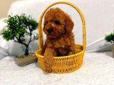 TOY POODLE