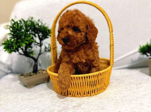 Toy Poodle