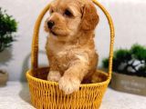 Ev üretimi harika maltipoo yavrular