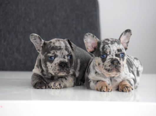 Fransiz Bulldog Yavrulari Mama Ve Malzeme Kampanyali