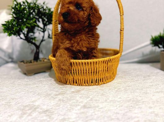 Toy Poodle görsel
