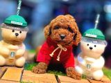 Tea Cup 0 Numara Toy Poodle Red Brownie Irk Sağlık Garantili