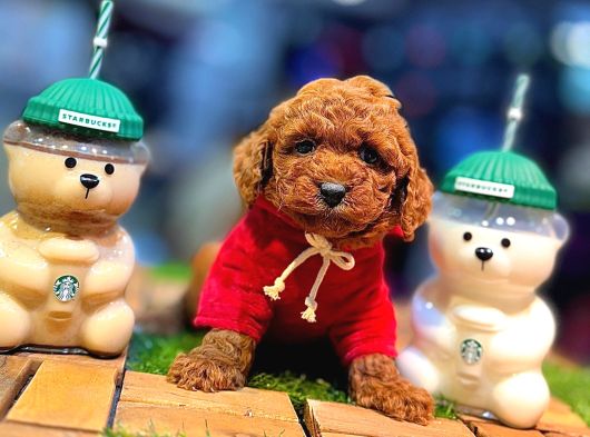 Tea Cup 0 Numara Toy Poodle Red Brownie Irk Sağlık Garantili görsel