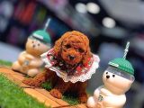 Tea Cup 0 Numara Toy Poodle Red Brownie Irk Sağlık Garantili