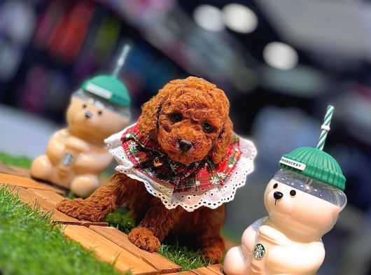 Tea Cup 0 Numara Toy Poodle Red Brownie Irk Sağlık Garantili görsel