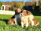 Enfes Border Collie Yavruları Aşıları Tam