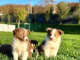 Enfes Border Collie Yavruları Aşıları Tam