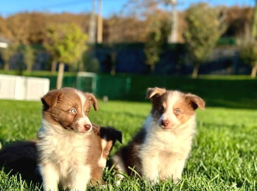 Enfes Border Collie Yavruları Aşıları Tam görsel