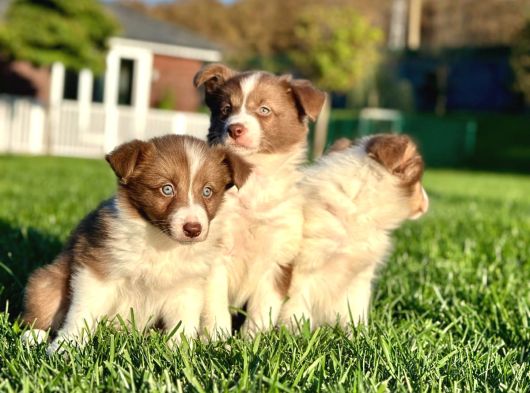 Enfes Border Collie Yavruları Aşıları Tam görsel