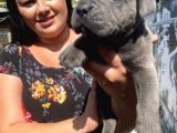 İri Mavi Gözlü Cane Corso Yavrularımız